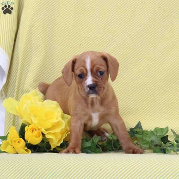 Betty, Boston Terrier Mix Puppy